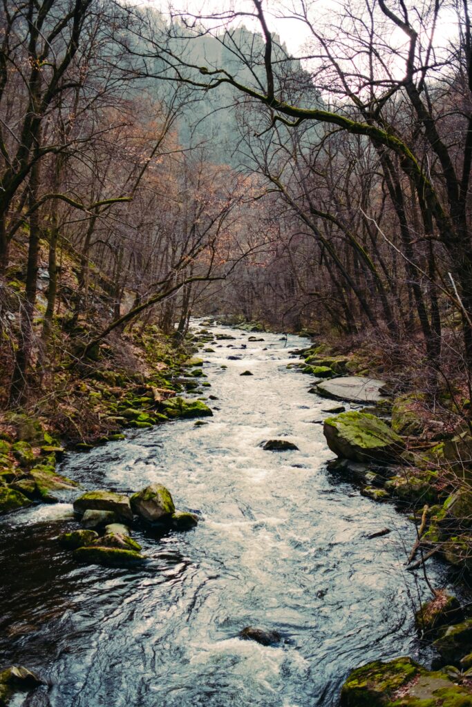 Picturesque view of a flowing creek in Thale, Germany surrounded by bare trees and mossy rocks.